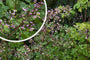 Chinesischer Diamant - Thalictrum delavayi