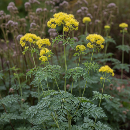 Wasserraute - Thalictrum flavum subsp. Glaukum