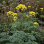 Wasserraute - Thalictrum flavum subsp. Glaukum