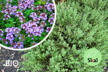 Bio-Thymian - Thymus Vulgaris