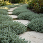 Kriechender Thymian - Thymus praecox 'Pseudolanuginosus'
