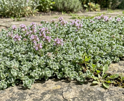Wolliger Thymian - Thymus praecox 'Pseudolanuginosus'