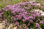 Wilder Thymian - Thymus serpyllum 'Elfin'