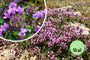 Wilder Thymian - Thymus serpyllum 'Elfin'
