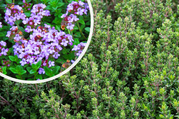 Echter Thymian (Essbare Pflanze) - Thymus vulgaris (auch pro/m²)