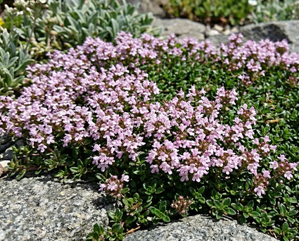 Feld-Thymian 'Pink' - Thymus serpyllum 'Pink Chintz'