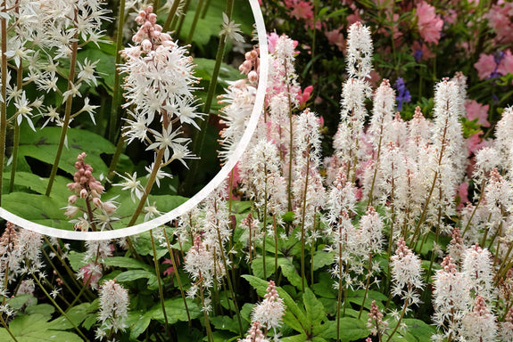 Schaumblume Tiarella Pink Skyrocket 30cm rosa Perserhut