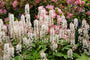 Schaumblume - Tiarella 'Pink Skyrocket'