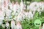 Bio-Schaumblume - Tiarella cordifolia