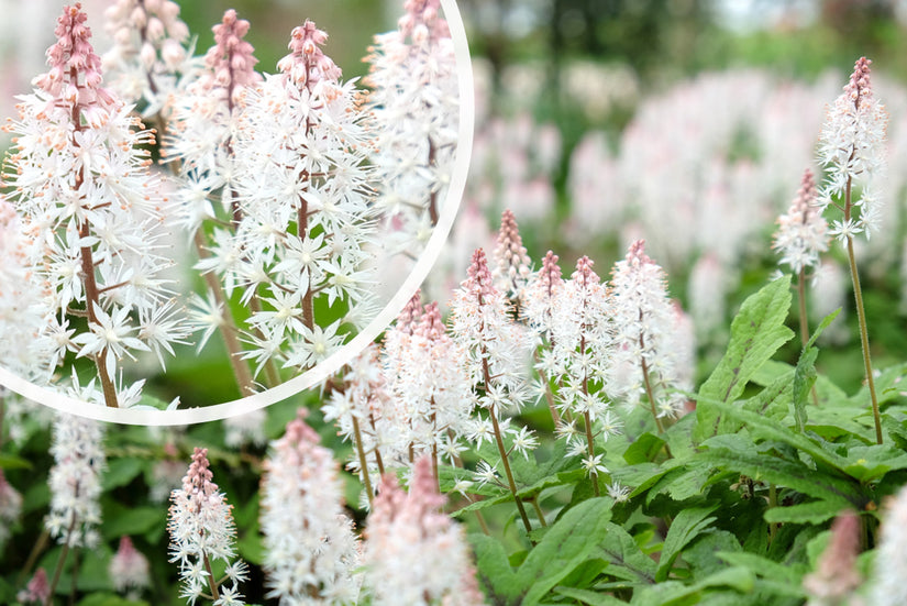 Perserhut - Tiarella cordifolia