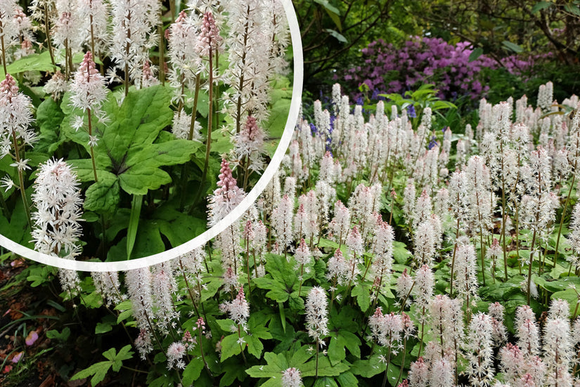 Schaumkerze - Tiarella Wherryi