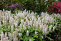 Schaumkerze - Tiarella Wherryi