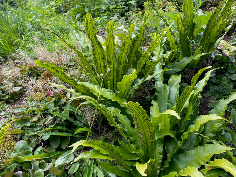 Bio-Zungenfarn – Asplenium Scolopendrium