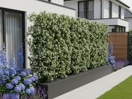 Fertige toskanische Jasminhecke - Trachelospermum jasminoides 180 x 120 cm Sternjasmin weiß