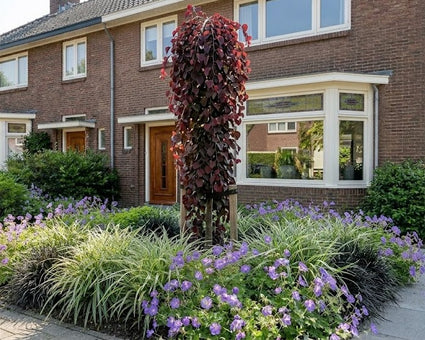 Weinender Judasbaum - Cercis canadensis 'Ruby Falls'