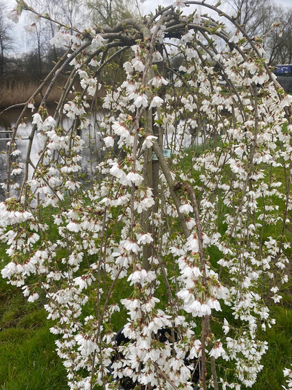 Trauerkirsche - Prunus 'Snow Fountains'