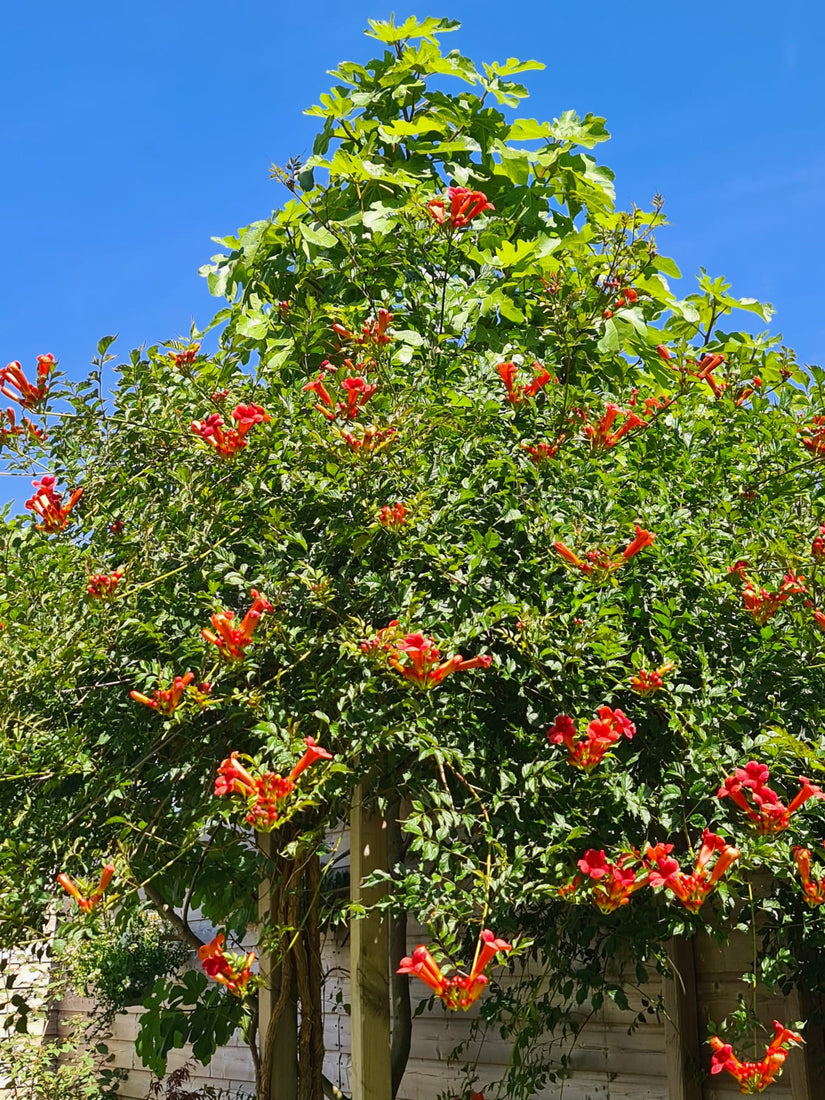 Bio-Trompetenblume (rot) - Campsis x tagliabuana 'Mme Galen'