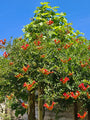 Bio-Trompetenblume (rot) - Campsis x tagliabuana 'Mme Galen'