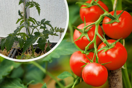 Strauchtomate - Solanum lycopersicum