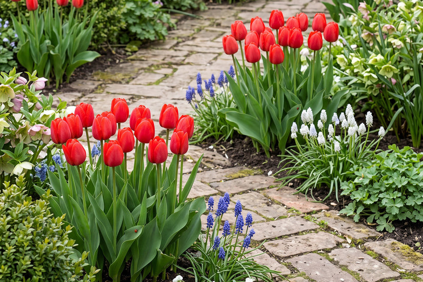 Tulpe Tulipa Apeldoorn Darwin (Rot) - 30 Blumenzwiebeln