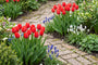 Tulpe Tulipa Apeldoorn Darwin (Rot) - 30 Blumenzwiebeln