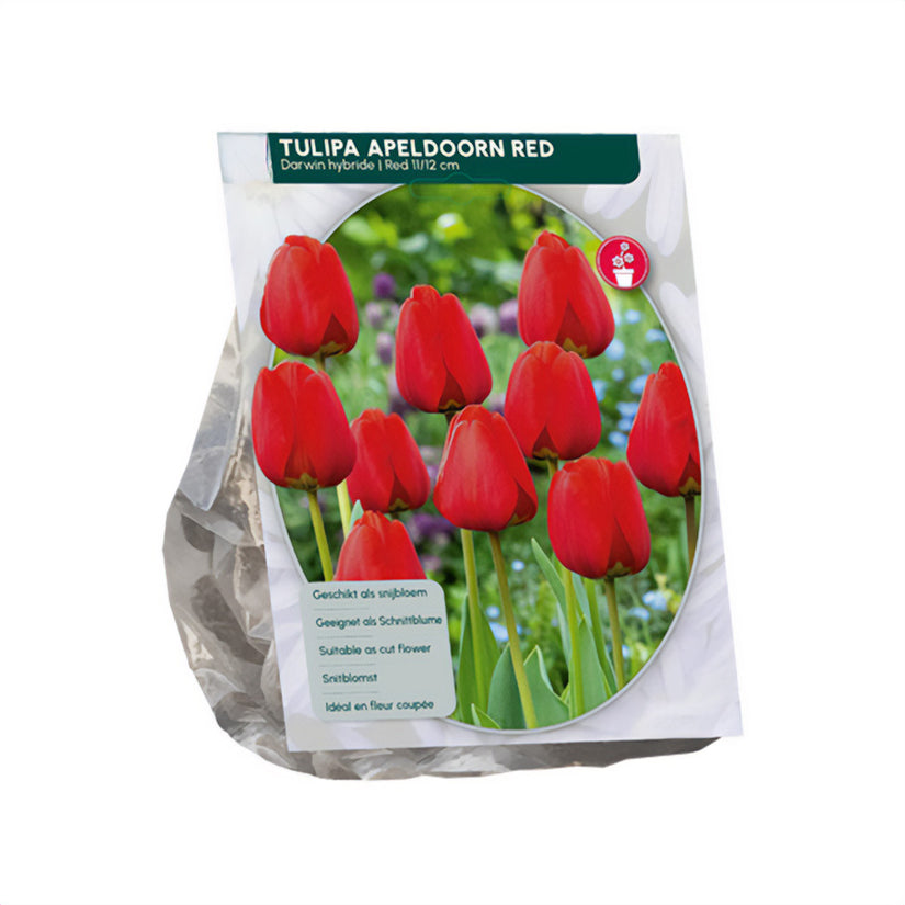 Tulpe Tulipa Apeldoorn Darwin (Rot) - 30 Blumenzwiebeln