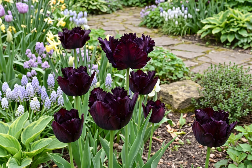 Tulipa Black Parrot Parkiettulpe – 36 schwarze Blumenzwiebeln