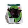 Tulipa Black Parrot Parkiettulpe – 36 schwarze Blumenzwiebeln