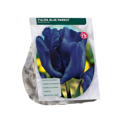 Tulipa Blue Parrot Parkiettulpe - 36 blaue Blumenzwiebeln