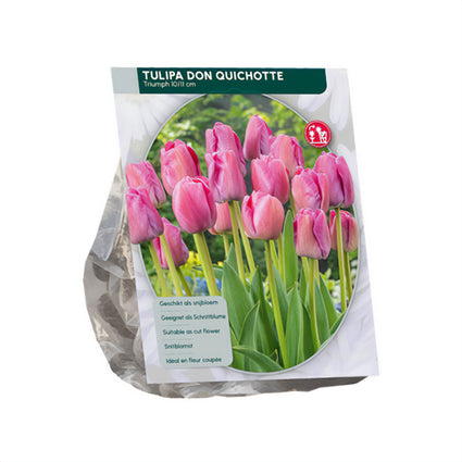 Tulipa 'Don Quichotte' Triumph-Tulpe - 36 rosa Blumenzwiebeln