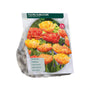 Tulipa Gefüllt Spät Sunlover - 36 Tulpenzwiebeln orange und gelb