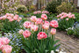 Tulipa Dubbel Spät Upstar – 30 rosa Tulpenzwiebeln