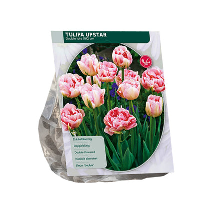 Tulipa Dubbel Spät Upstar – 30 rosa Tulpenzwiebeln
