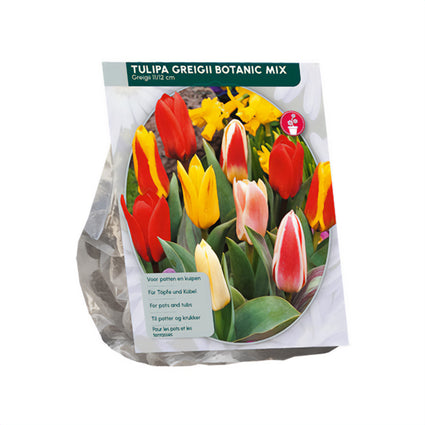 Tulipa Greigii Tulpen-Mix - 30 frühblühende Blumenzwiebeln