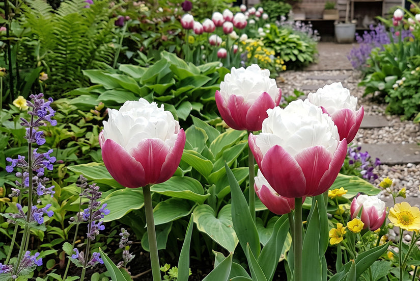 Tulpe Tulipa Ice Cream – 15 Blumenzwiebeln