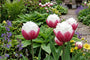 Tulpe Tulipa Ice Cream – 15 Blumenzwiebeln