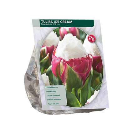 Tulpe Tulipa Ice Cream – 15 Blumenzwiebeln
