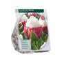 Tulpe Tulipa Ice Cream – 15 Blumenzwiebeln