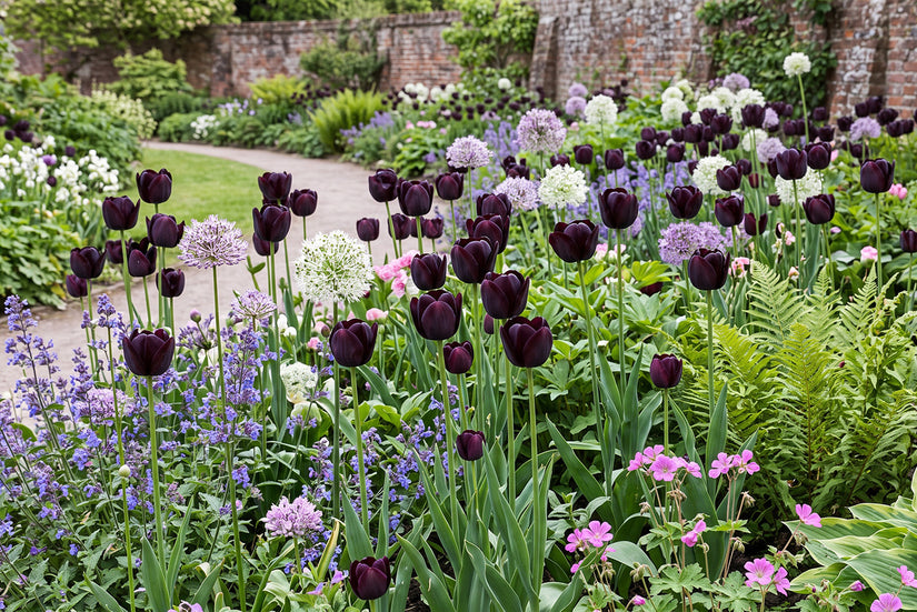 Tulipa 'Queen of Night' Späte Tulpe - 30 Blumenzwiebeln