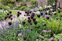 Tulipa 'Queen of Night' Späte Tulpe - 30 Blumenzwiebeln