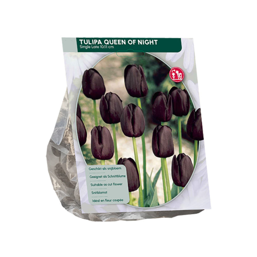 Tulipa 'Queen of Night' Späte Tulpe - 30 Blumenzwiebeln