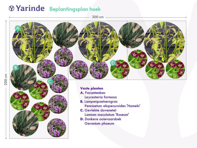 Dunkler Storchschnabel - Geranium phaeum