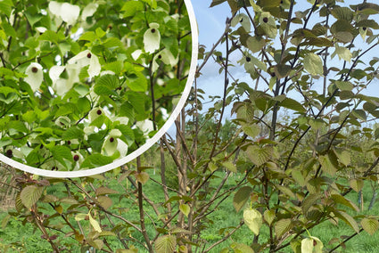 Vane Tree - Davidia involucrata - Säulenbaum