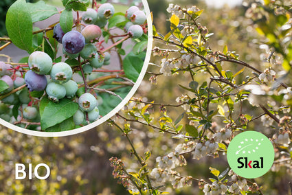 Bio-Heidelbeere - Vaccinium corymbosum 'Bluecrop'