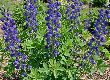 Falsches Indigo-Indigolupin – Baptisia australis
