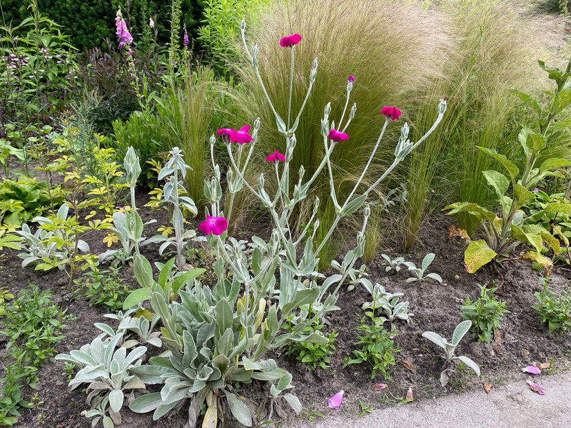 Bio-Federgras – Stipa tenacissima