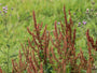 Bio-Sauerampfer - Rumex acetosa