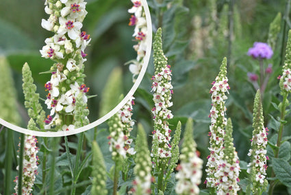 Fackel - Verbascum chaixii 'Album'