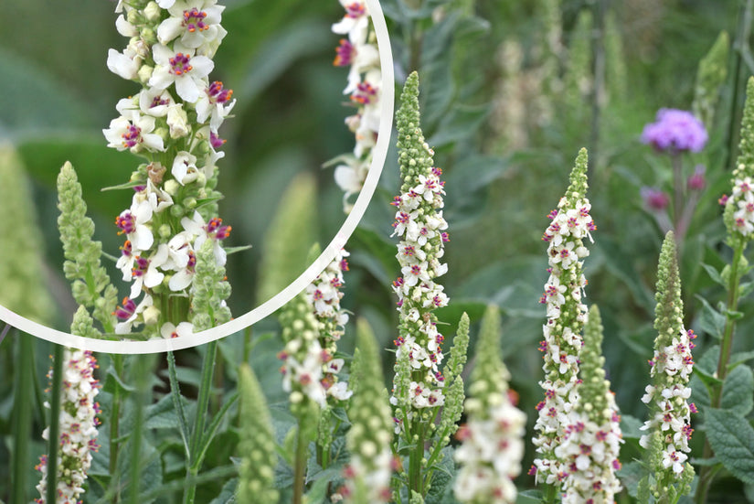 Fackel - Verbascum chaixii 'Album'