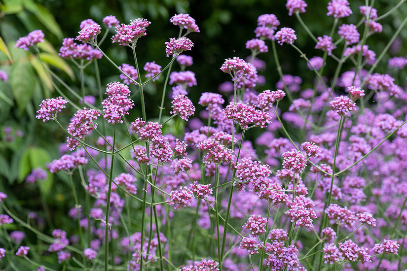 Stefans fertiger Pflanzplan – Rechteckige Rabatten mit vielen Blumen – Sonne (7m2)